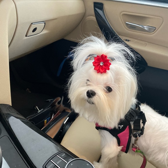 Meet your Posher, Amanda - Picture 1 of 1